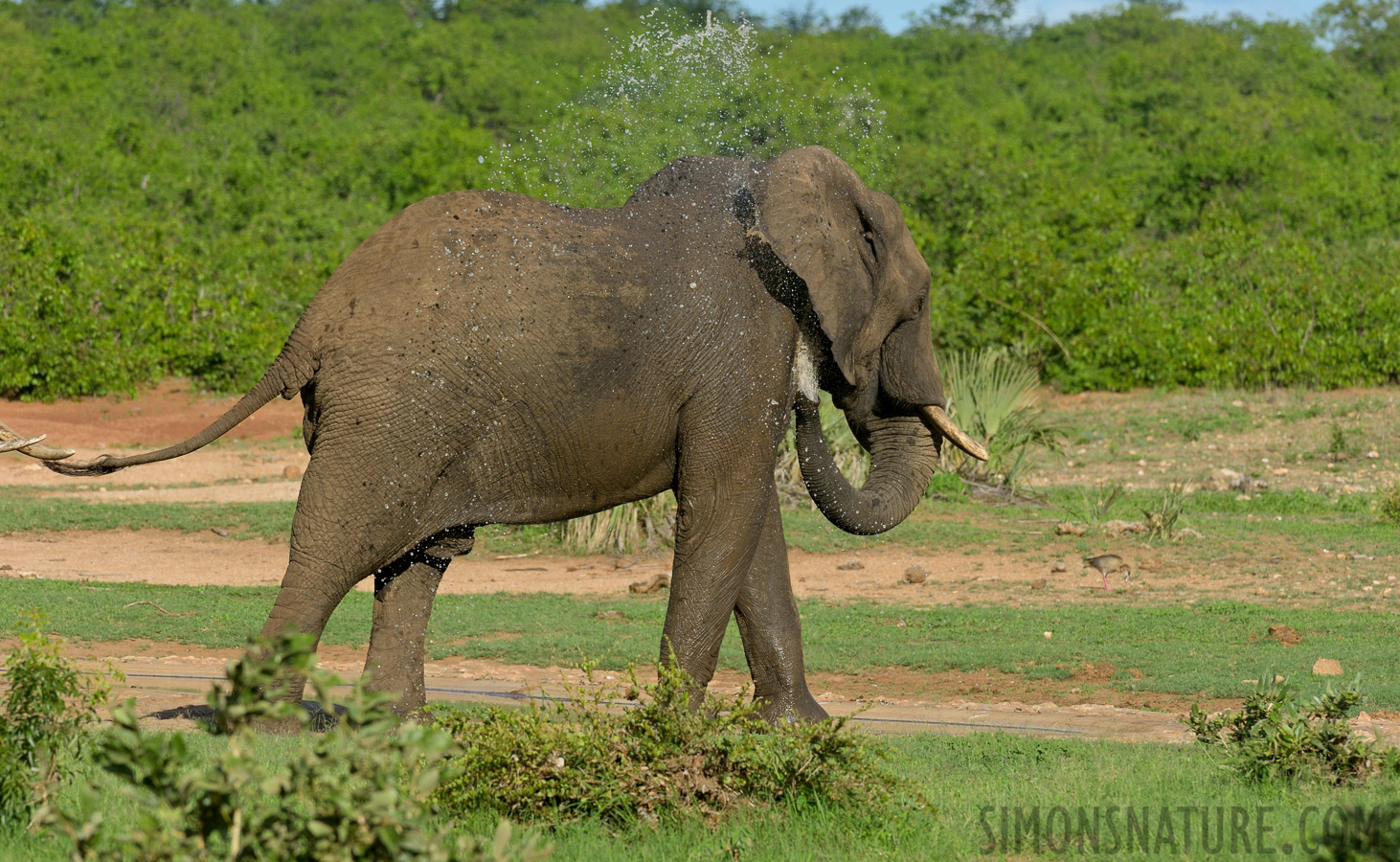 Loxodonta africana [300 mm, 1/2000 Sek. bei f / 8.0, ISO 1000]